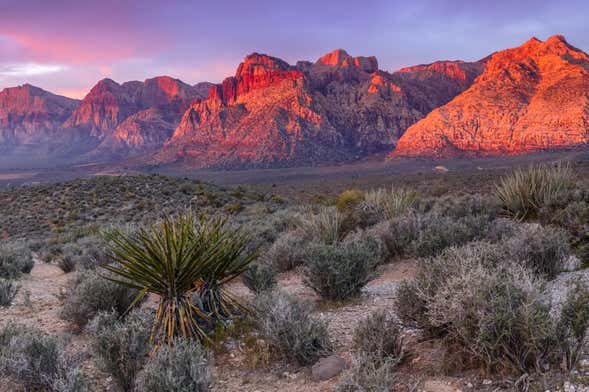 Excursion au Red Rock Canyon