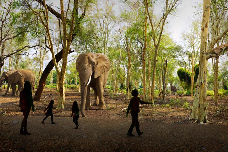Enfants regardant des éléphants