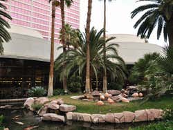 Flamants roses au Flamingo